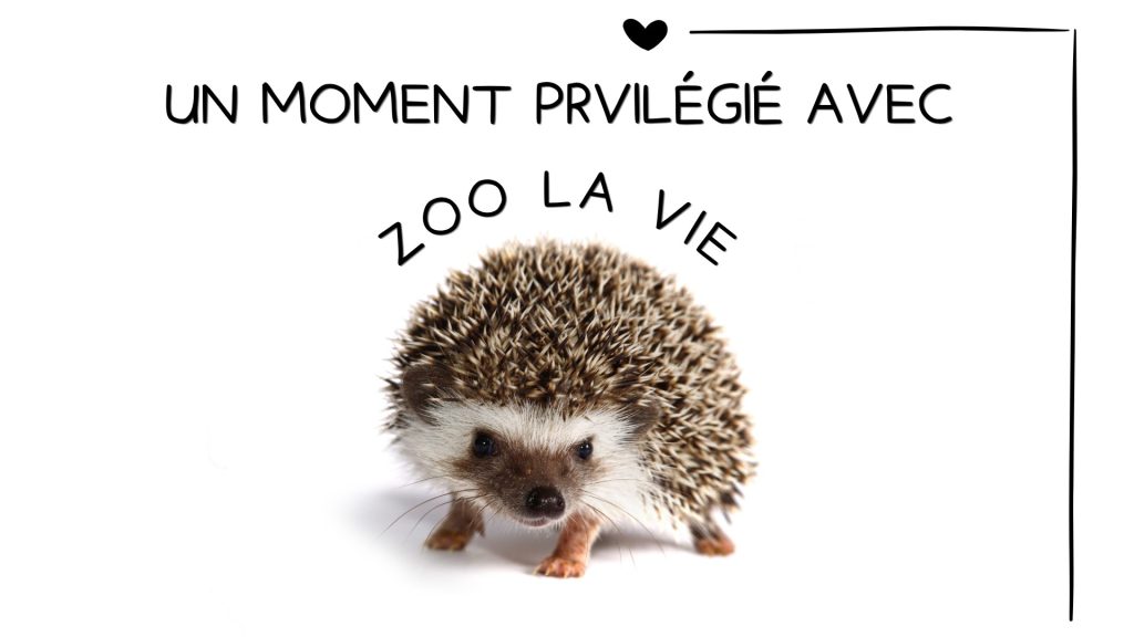 Zoo
